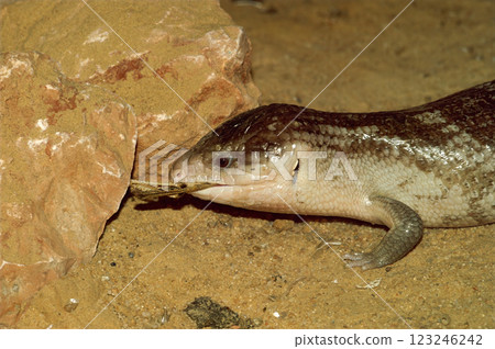 Closeup on a captive Eastern Blue-Tongue skink lizzard, Tiligua scincoidus eating a cricket 123246242