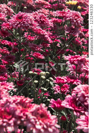 Chrysanthemum, formerly Dendranthemum pink blooming 123246330