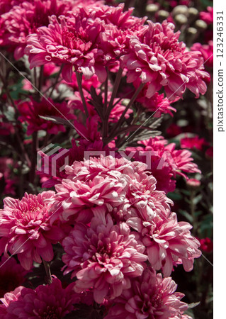 Chrysanthemum, formerly Dendranthemum pink blooming 123246331