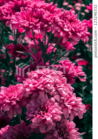 Chrysanthemum, formerly Dendranthemum pink blooming 123246332