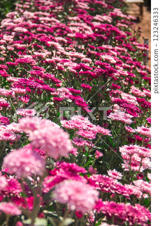 Chrysanthemum, formerly Dendranthemum pink blooming 123246333