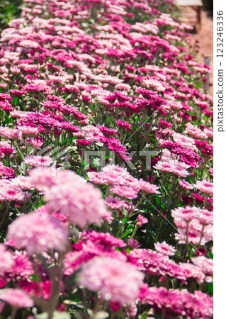 Chrysanthemum, formerly Dendranthemum pink blooming Chrysanthemum, formerly Dendranthemum pink blooming 123246336