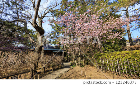 湘南葉山町葉山潮騷公園的初春 湘南葉山町葉山潮騷公園的初春 123246375