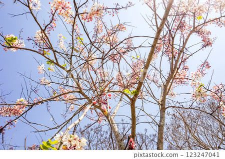 Cassia bakeriana Craib ,Wishing Tree , Pink Cassia 123247041