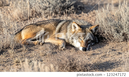 Resting Coyote: A wild coyote relaxes among dry grasses, showcasing its beautiful fur and alert eyes, blending into the arid landscape. 123247172
