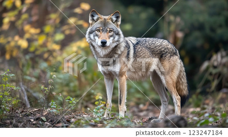 Wolf stands alert, its fur a mix of gray, brown, and black, amidst a backdrop of a forest, a perfect camouflage for its environment. 123247184