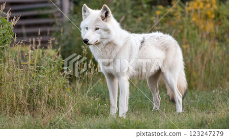 A light colored wolf standing in a grassy field, looking alert and vigilant. The animal is surrounded by lush greenery and foliage. 123247279