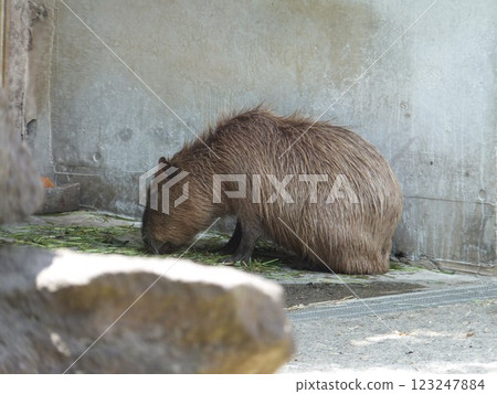 Capybara at Ueno Zoo Capybara at Ueno Zoo 123247884