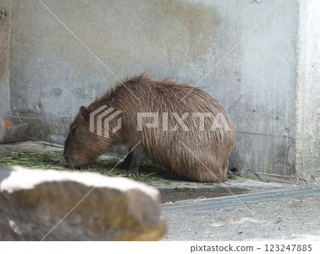 Capybara at Ueno Zoo Capybara at Ueno Zoo 123247885