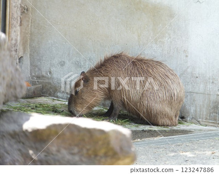 上野動物園的水豚 上野動物園的水豚 123247886