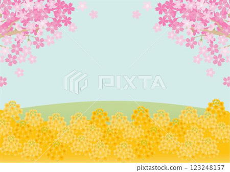 框架、 油菜花、 油菜花、 櫻花、 春天、 花朵、 風景、 背景、 設計、 模板、 插圖素材 123248157