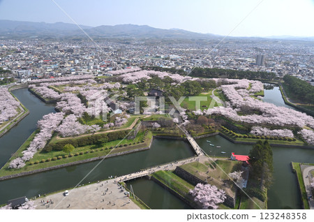 Cherry-blooming Goryokaku 123248358