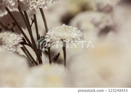 Chrysanthemum, formerly Dendranthemum white blooming Chrysanthemum, formerly Dendranthemum white blooming 123248455