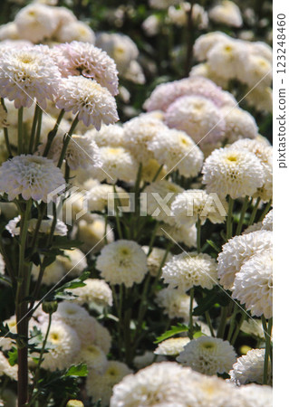 Chrysanthemum, formerly Dendranthemum white blooming Chrysanthemum, formerly Dendranthemum white blooming 123248460