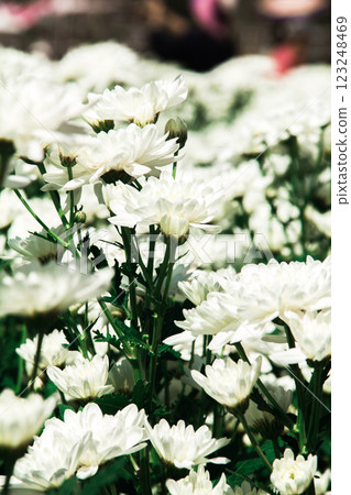 Chrysanthemum, formerly Dendranthemum white blooming 123248469