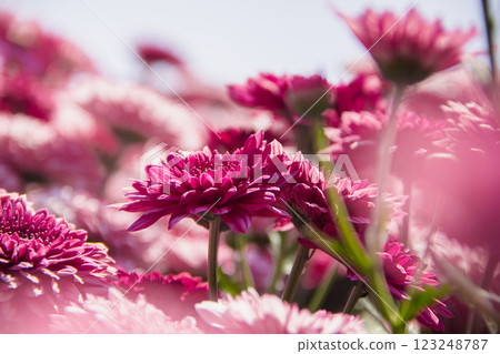 Chrysanthemum, formerly Dendranthemum pink blooming 123248787