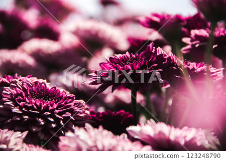 Chrysanthemum, formerly Dendranthemum pink blooming 123248790