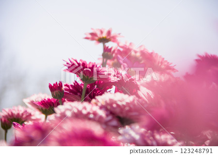 Chrysanthemum, formerly Dendranthemum pink blooming Chrysanthemum, formerly Dendranthemum pink blooming 123248791