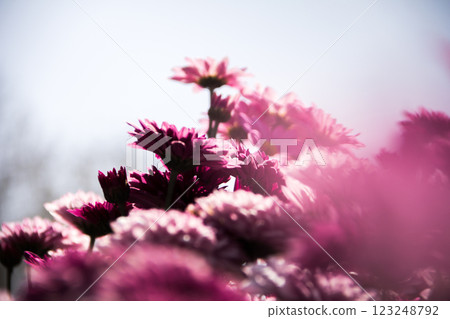 Chrysanthemum, formerly Dendranthemum pink blooming Chrysanthemum, formerly Dendranthemum pink blooming 123248792