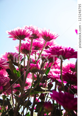 Chrysanthemum, formerly Dendranthemum pink blooming Chrysanthemum, formerly Dendranthemum pink blooming 123248795