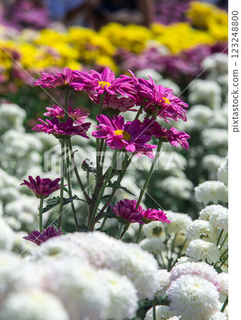 Chrysanthemum, formerly Dendranthemum pink blooming Chrysanthemum, formerly Dendranthemum pink blooming 123248800