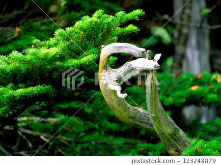 森林中枯樹的形成 森林中枯樹的形成 123248879