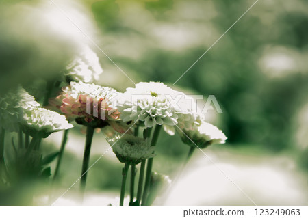 Chrysanthemum white blooming Chrysanthemum white blooming 123249063