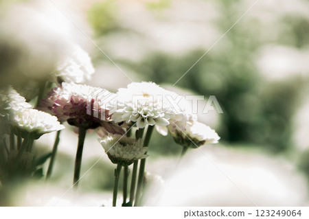 Chrysanthemum white blooming 123249064