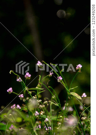 wild flowers in the forest 123249208