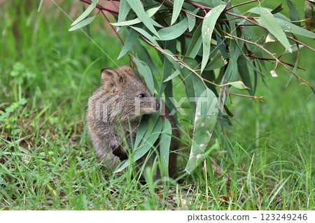 A quokka emerges from behind eucalyptus leaves 123249246