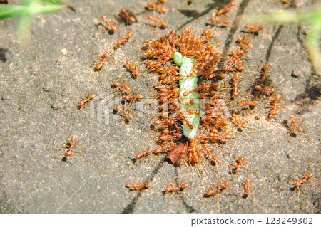 Many red ants bite and eat a worm. Red ants gather together to drag the prey. 123249302