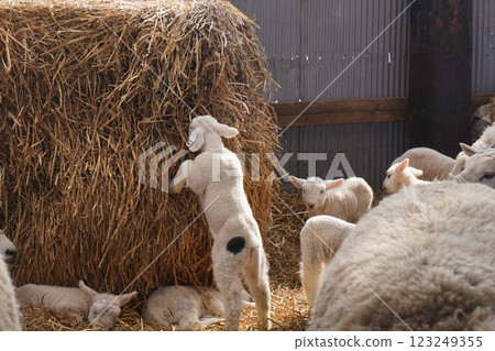 Newborn lamb Newborn lamb 123249355
