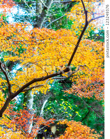Beautiful, vibrantly colored autumn leaves in the moist forest 123249376