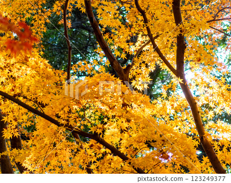 Beautiful, vibrantly colored autumn leaves in the moist forest Beautiful, vibrantly colored autumn leaves in the moist forest 123249377