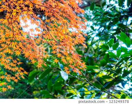 Beautiful, vibrantly colored autumn leaves in the moist forest 123249378