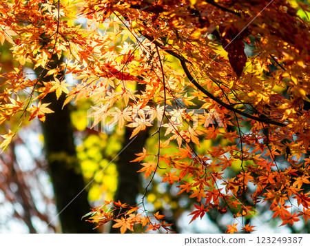 Beautiful, vibrantly colored autumn leaves in the moist forest Beautiful, vibrantly colored autumn leaves in the moist forest 123249387