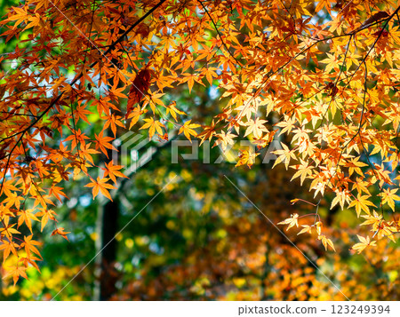 Beautiful, vibrantly colored autumn leaves in the moist forest Beautiful, vibrantly colored autumn leaves in the moist forest 123249394