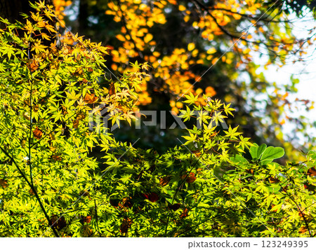 Beautiful, vibrantly colored autumn leaves in the moist forest Beautiful, vibrantly colored autumn leaves in the moist forest 123249395