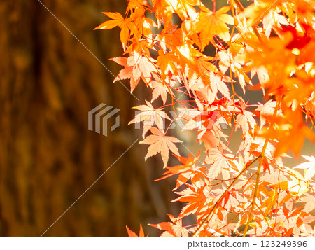 Beautiful, vibrantly colored autumn leaves in the moist forest Beautiful, vibrantly colored autumn leaves in the moist forest 123249396