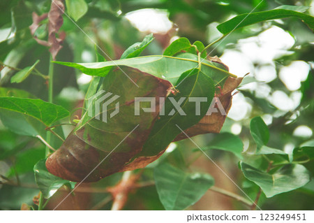 Red ants build nests in trees. Inside the red ant nest, there is a queen ant that lays eggs. Red ants build nests in trees. Inside the red ant nest, there is a queen ant that lays eggs. 123249451