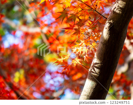 色彩鮮豔的秋葉在陽光明媚的秋日閃閃發光 123249751