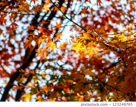 Brightly colored autumn leaves shining on a clear autumn day 123249765