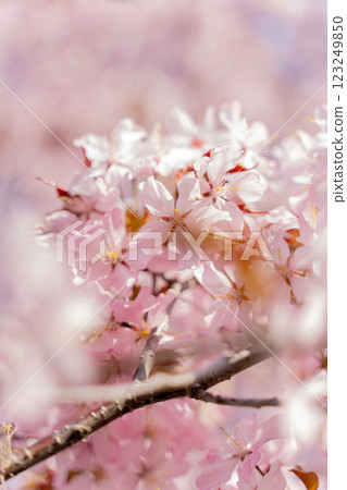 粉紅春天 123249850