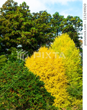 Beautiful yellow ginkgo leaves shining in the autumn sun 123249920