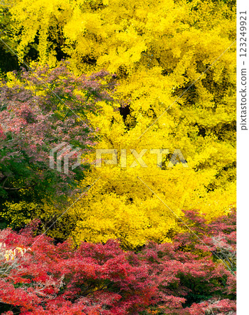 Beautiful yellow ginkgo leaves shining in the autumn sun 123249921