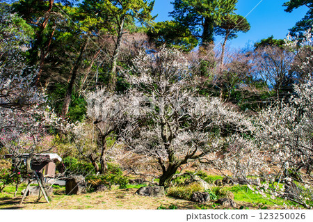 Atami Plum Garden, Atami City, Shizuoka Prefecture, Plum grove near the Plum Garden stone monument, Early-blooming plums Atami Plum Garden, Atami City, Shizuoka Prefecture, Plum grove near the Plum Garden stone monument, Early-blooming plums 123250026