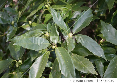 Bud of Aoki Bud of Aoki 123250039