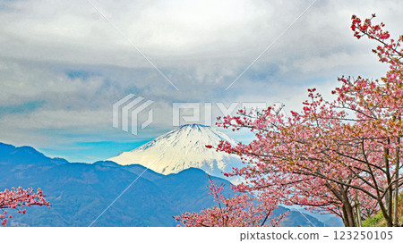 松田山香草園、西平端公園、透過河津櫻花遠眺雄偉的白雪皚皚的富士山 123250105