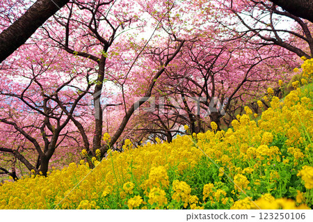 Matsudayama Herb Garden Nishihirahata Park Kawazu cherry blossoms in full bloom and rapeseed fields 123250106