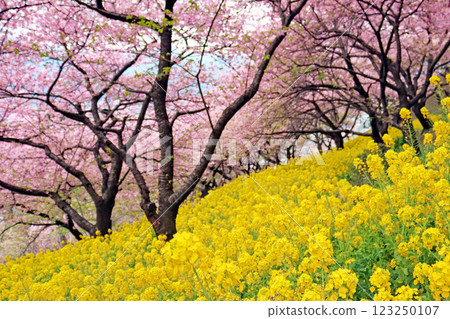 Matsudayama Herb Garden Nishihirahata Park Kawazu cherry blossoms in full bloom and rapeseed fields 123250107